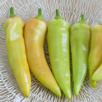 CYBEXIS Hybrid Fresh Chili Seeds600 Seeds Seed(600 per packet)