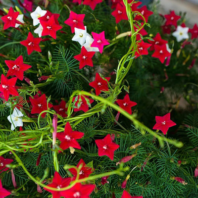 BDSresolve Cypress Vine Mix Color Flower Seeds pack of 82 Seed(82 per packet)