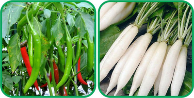 WILLVINE VMR -V Radish White And Chilli[25gm, 5000 Seeds] Seed(5000 per packet)