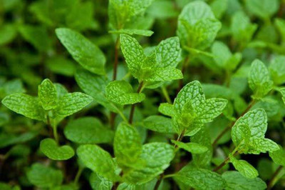 CYBEXIS PUAS-43 - Mojito Mint Plant - (1350 Seeds) Seed(1350 per packet)
