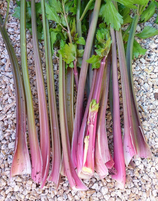 Qualtivate LX-165 Pink Plume Celery Seeds Seed(500 per packet)