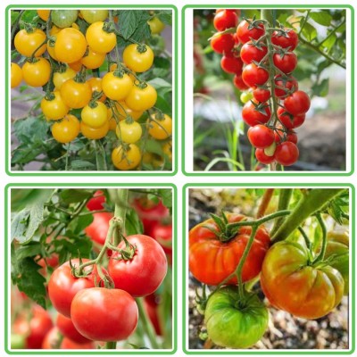 DIVINE TOMATO , TAMATAR Seed(100 per packet)