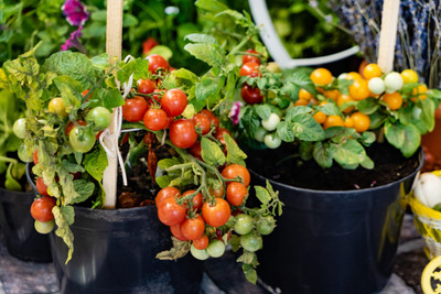 Seedsqlty Cherry tomato seeds organic, high germination (100 seeds) Seed(100 per packet)