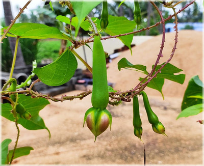 CRGO BEANS Seed(20 per packet)