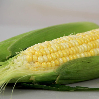 KNESSiN Yellow Corn Seed(1250 per packet)