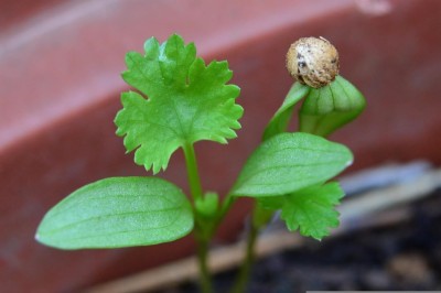 ASPEN Coriander | Dhaniya | Kothamalli Seed(750 per packet)