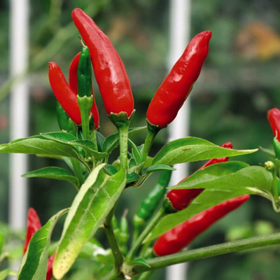 KNESSiN High Yield Hot Tabasco Chilli Seeds For Kitchen Gardening-(1200 Seeds) Seed(1200 per packet)