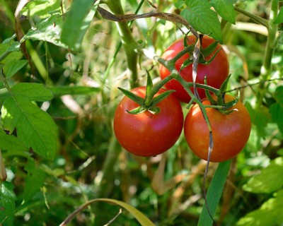 CARIBBEAN tomato Seed(140 per packet)