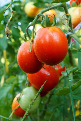 seedkart tomato Seed(55 per packet)