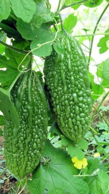 BSARKAR bitter gourd seed Seed(20 per packet)