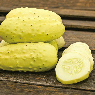 Avysa BOOTHBY BLONDE CUCUMBER SEEDS-CuC_884 Seed(150 per packet)