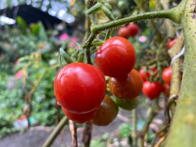 MRCY tomato Seed(150 per packet)