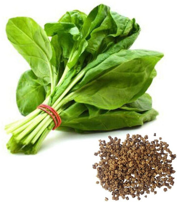 Qualtivate LX-485 Rich Palak Or Indian Spinach Seed(500 per packet)