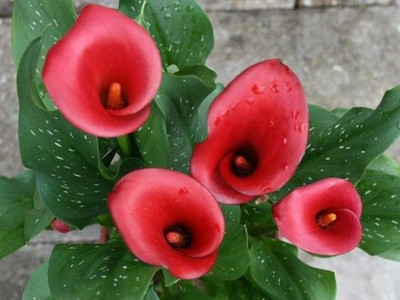 Radha Krishna Agriculture Imported Calla Lily Red Flower Bulbs For gardening ( Pack Of 1 Bulb ) Seed(1 per packet)