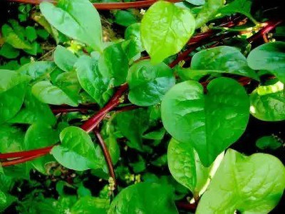 Aro Malabar Spinach, Malabar Seed(30 per packet)