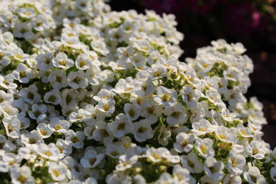 Radhakrishna gypsophila flower Seed(200 per packet)