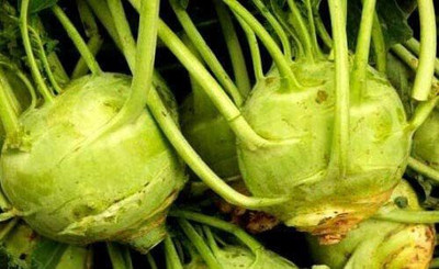 CYBEXIS Heirloom Seeds of Vegetable Kohl Rabi Giant2000 Seeds Seed(2000 per packet)