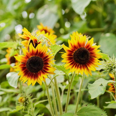 Sunway Sunflower Seeds - Ring of Fire
 Surajmukhi Seed(50 per packet)