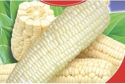 CYBEXIS F25White Sweet Corn Seeds2000 Seeds Seed(2000 per packet)