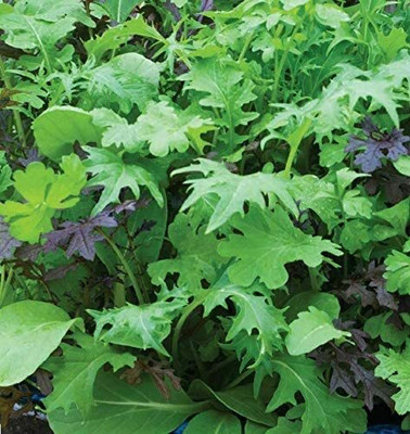 CYBEXIS Seeds of Vegetables Salad Leaves Speedy Mix2800 Seeds Seed(2800 per packet)