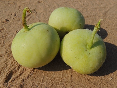 Quentova Tinda Apple Gourd-VS-7A Seed(100 per packet)