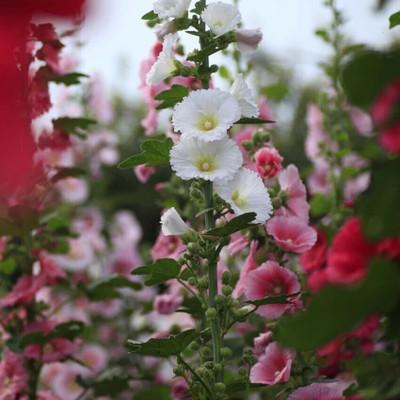 jkfarm Hollyhock Flower Seed(32 per packet)