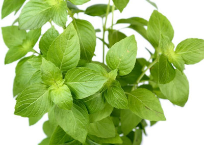 Qualtivate GBPUT-6 Heirloom Lemon Basil Seeds Seed(1000 per packet)