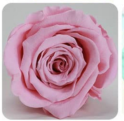 Qualtivate XL-662 Rose Seeds for Planting Seed(50 per packet)