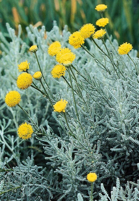 the green dotcom lavender cotton beautiful flower hybrid seeds 1-packet Seed(105 per packet)