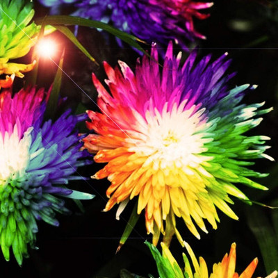 Qualtivate LX-68 Rainbow Chrysanthemum Flower Seeds Ornamental Seed(25 per packet)