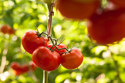 seedargo tomato Seed(115 per packet)