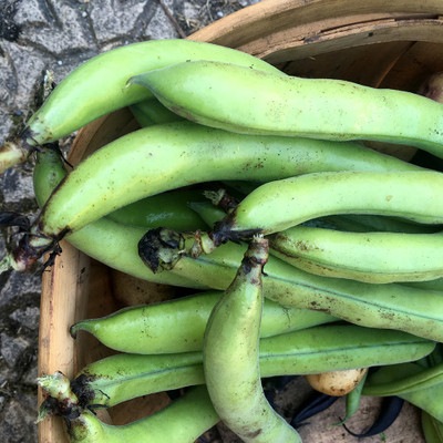 WANCY Broad Bean – Aquadulce Claudia Seed(40 per packet)