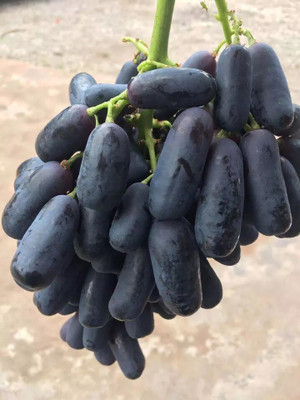 Quentova Grape Seeds Seed(100 per packet)