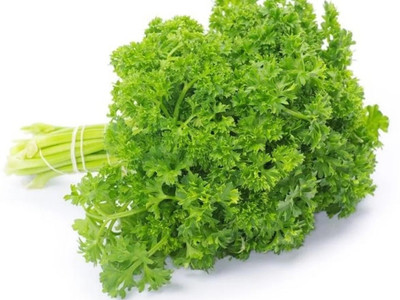 Quentova Moss Curled leaf parsley-PAUS-4J Seed(100 per packet)