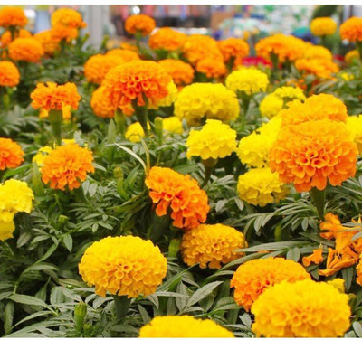 Avysa French Marigold Seeds | Non-GMO | Fresh Garden Seeds Multicolor Seed(1000 per packet)