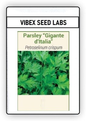 CYBEXIS F1 Hybrid Italian Parsley Seeds700 Seeds Seed(700 per packet)