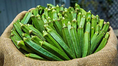 ActrovaX Ladies Finger / OKra / Bhindee / Ventaikkay[100gm Seeds] Seed(100 g)