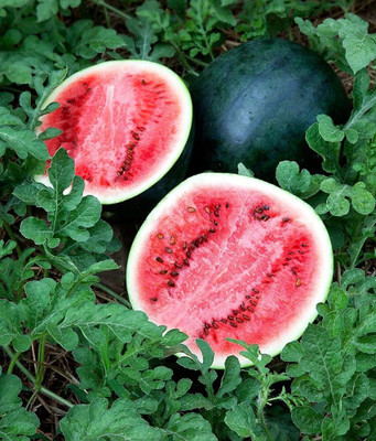 BDSresolve Black watermelon seeds PACK OF 29 Seed(29 per packet)