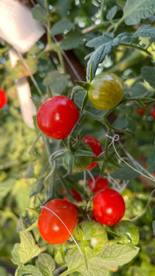 SHASHWAT CREATION tomato Seed(135 per packet)