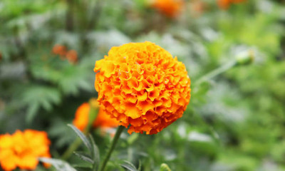Crumar marigold,gende ka phool Seed(35 per packet)