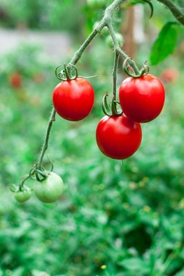 KANAYA tomato Seed(100 per packet)