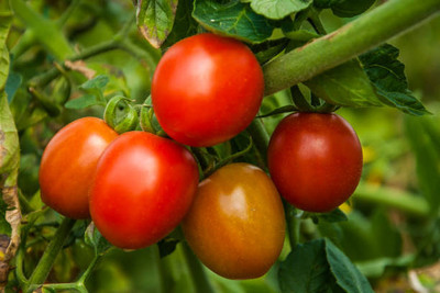 AA ENTERPRISES tomato Seed(30 per packet)