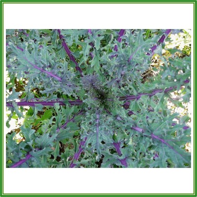 KNESSiN Kale Red Russian Seed(500 per packet)