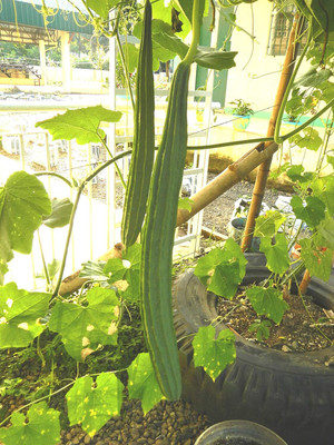Qualtivate GBPT-6A Luffa Acutangula Angled Ridge Gourd Turai Seed(50 per packet)