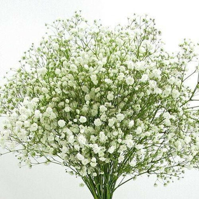 BHUSAN Gypsophila Seed(20 per packet)