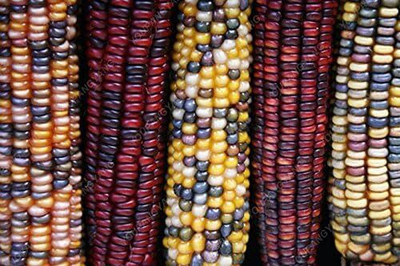 KNESSiN Colorful Corn Seed(1250 per packet)
