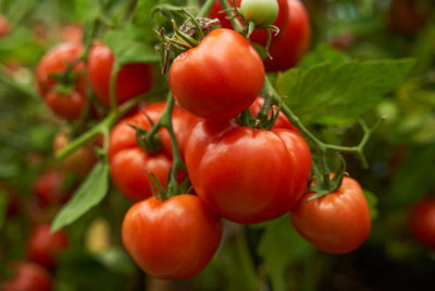 Nature Vit tomato Seed(70 per packet)