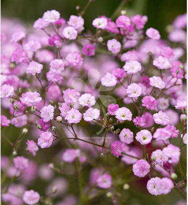 ACCELCROP Gypsophila Plant Seeds F1 Hybrid Flower seeds Winter flower Seed(120 per packet)