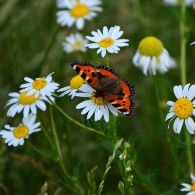 CYBEXIS VXI-2 - Common German Chamomile - (2250 Seeds) Seed(2250 per packet)