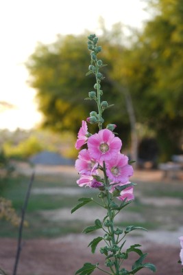 ARTA Hollyhock Flower Seeds All Colour Seed(45 per packet)